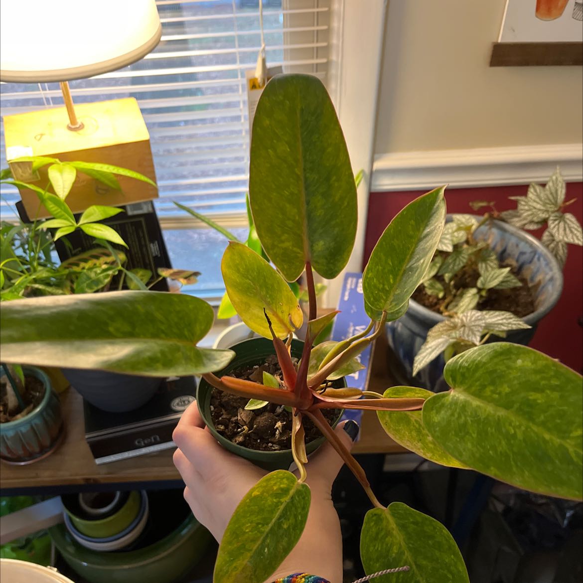 Hand holding a healthy blushing philodendron plant with vibrant green and red leaves, potted on a table with other plants.