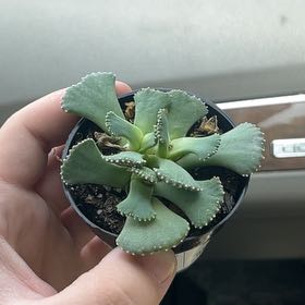 Photo of the plant species Giant Jewel Plant by @DearCatnip12 named Sanders on Greg, the plant care app