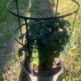 Photo of the plant species Husky Cherry Red Tomato by @HighLychee31 named Austen on Greg, the plant care app