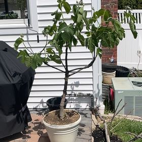 Photo of the plant species Celeste Fig by @PoshSourwood64 named Figaro on Greg, the plant care app