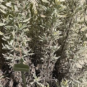 Photo of the plant species Lavender Mint Julep by @EagerAster31 named Lola on Greg, the plant care app