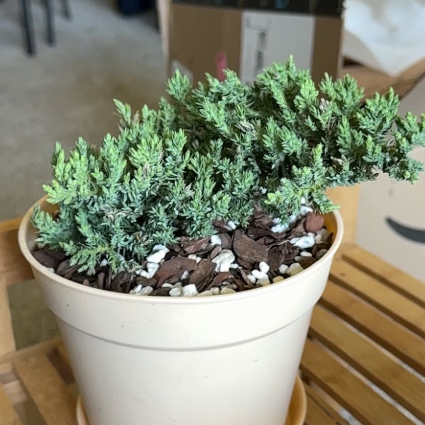 Photo of the plant species Japanese Garden Juniper by @Zanellachan named Sir Plantcelot on Greg, the plant care app