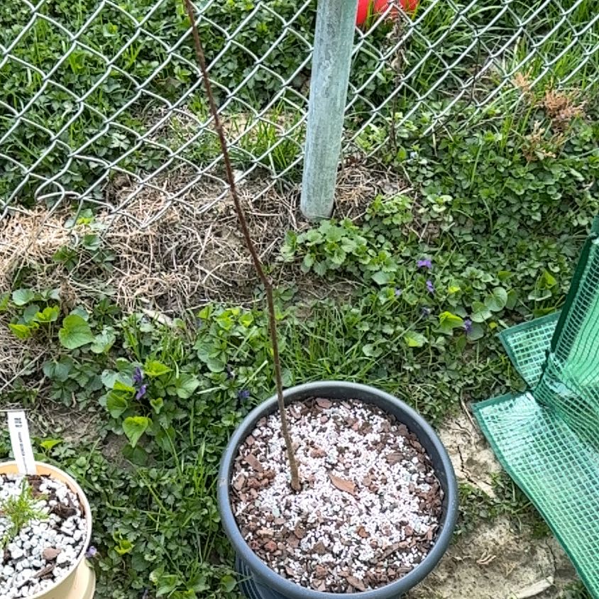 Photo of the plant species Red Maple 'Autumn Flame' by @Zanellachan named John Lemon on Greg, the plant care app