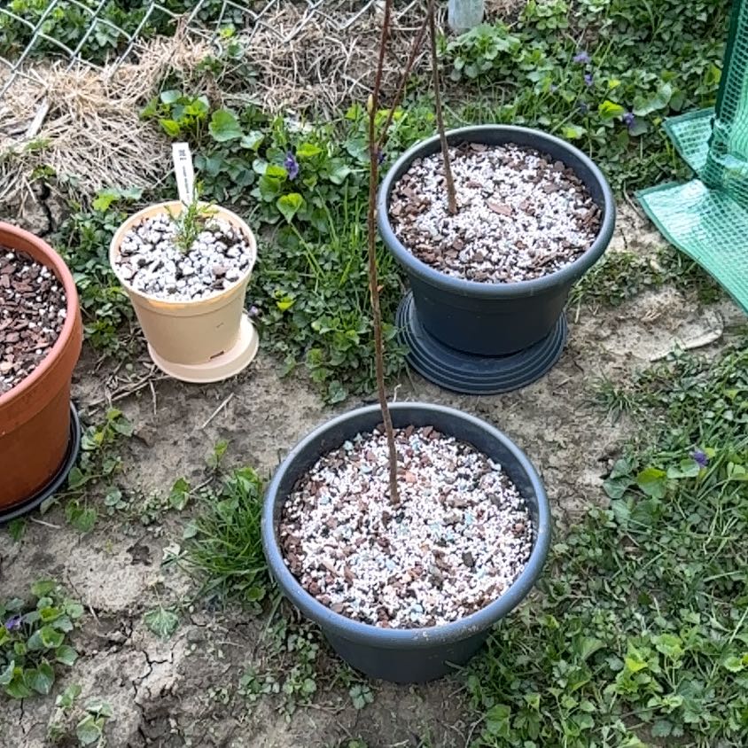 Photo of the plant species Drummond's Maple by @Zanellachan named Rubrum Starr on Greg, the plant care app