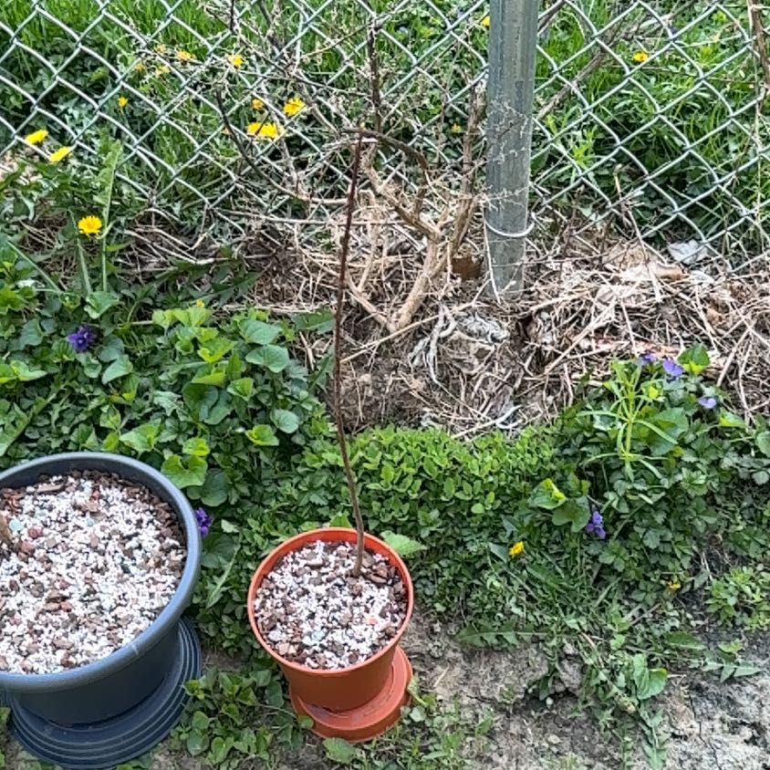 Photo of the plant species Drummond's Maple by @Zanellachan named George Harrimaple on Greg, the plant care app