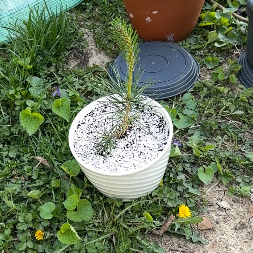 Photo of the plant species Japanese black pine by @Zanellachan named Sir Bark Plantagenet on Greg, the plant care app