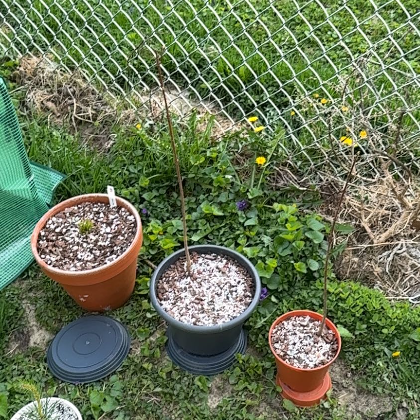 Photo of the plant species Drummond's Maple by @Zanellachan named Paul McArbol on Greg, the plant care app