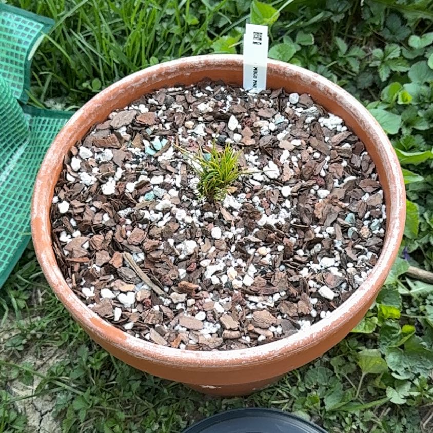 Photo of the plant species Swiss Mountain Pine by @Zanellachan named Lord Planthony Mugo on Greg, the plant care app