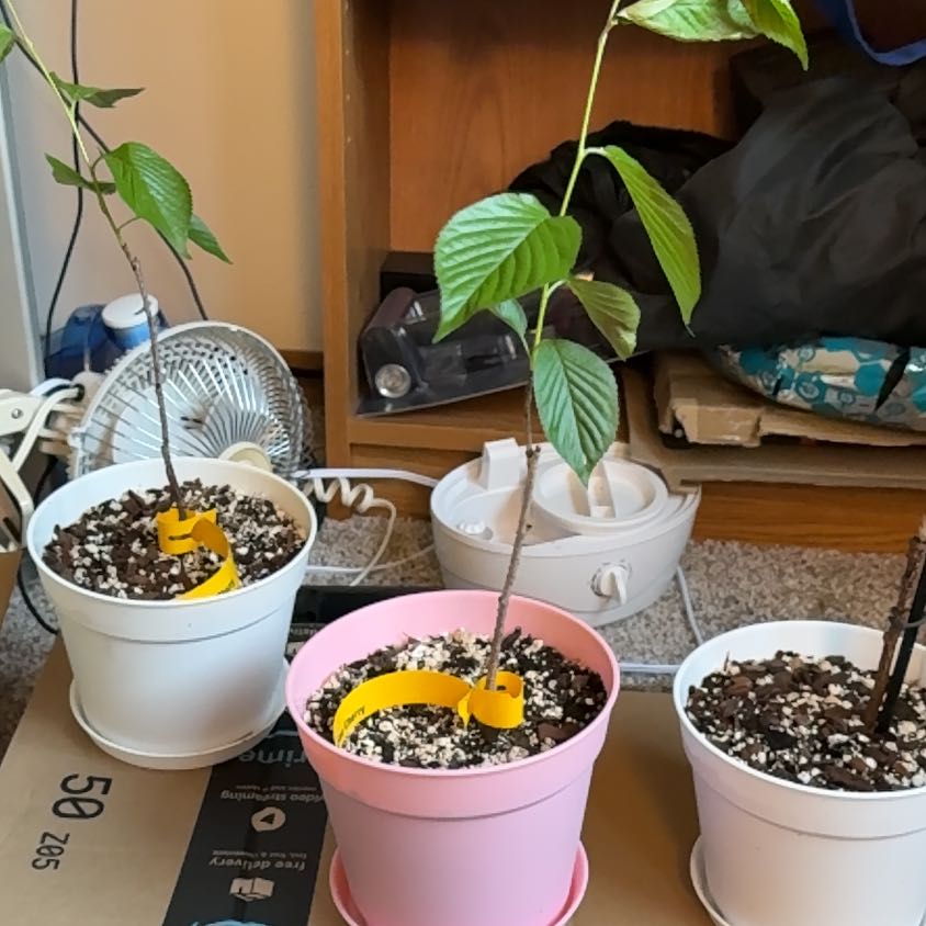 Photo of the plant species Japanese Flowering Cherry by @Zanellachan named Yoshino on Greg, the plant care app