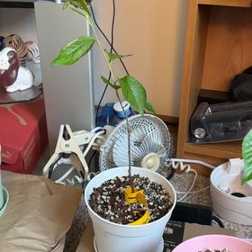 Photo of the plant species Japanese Flowering Cherry by @Zanellachan named Sakura on Greg, the plant care app