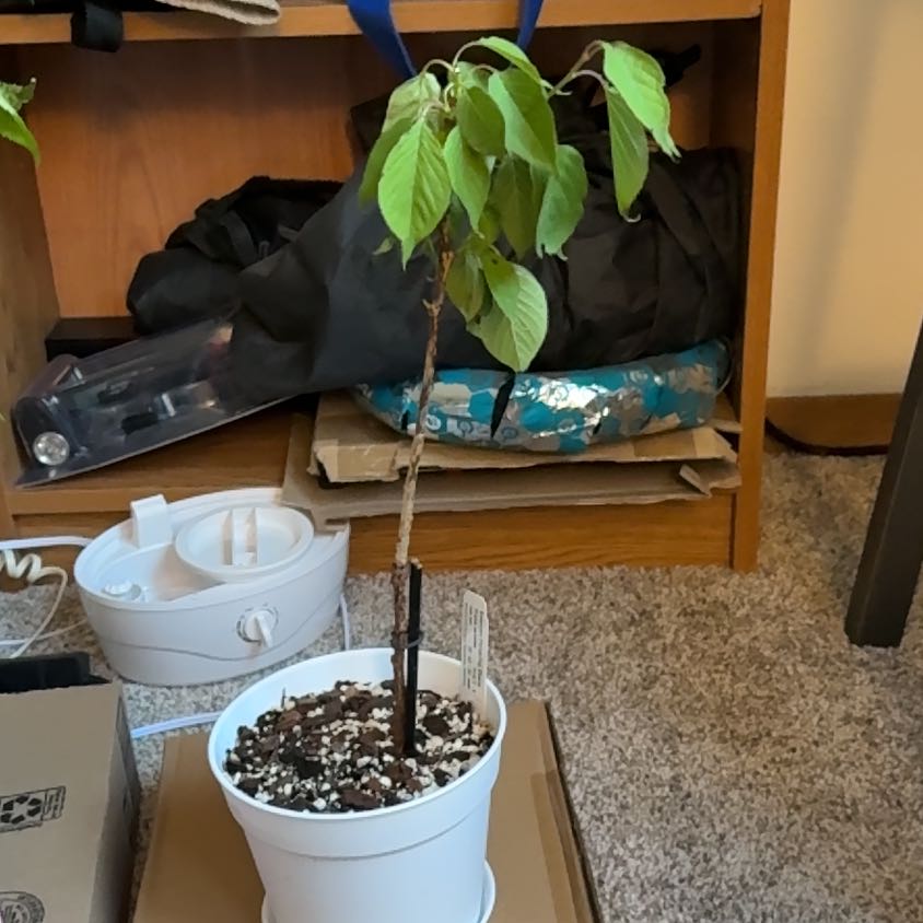 Photo of the plant species Japanese Flowering Cherry by @Zanellachan named Kwanzan on Greg, the plant care app