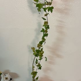Photo of the plant species Trident maple by @Zanellachan named Poseidon on Greg, the plant care app