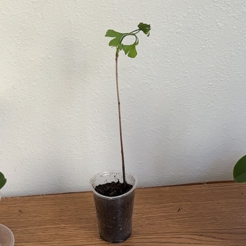 Photo of the plant species Ginkgo Tree by @Zanellachan named Chun Li on Greg, the plant care app