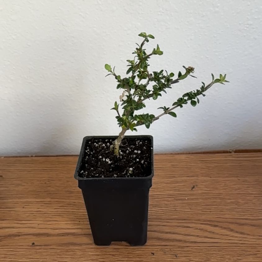 Photo of the plant species Japanese Snow Rose by @Zanellachan named Yukina on Greg, the plant care app