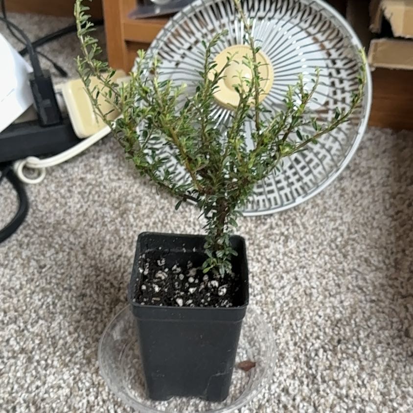 Photo of the plant species Cotoneaster by @Zanellachan named Cotton on Greg, the plant care app