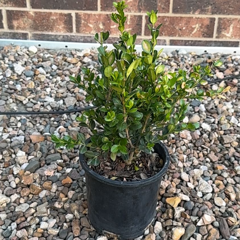 Photo of the plant species Buxus 'Green Gem' by @Zanellachan named Maya on Greg, the plant care app