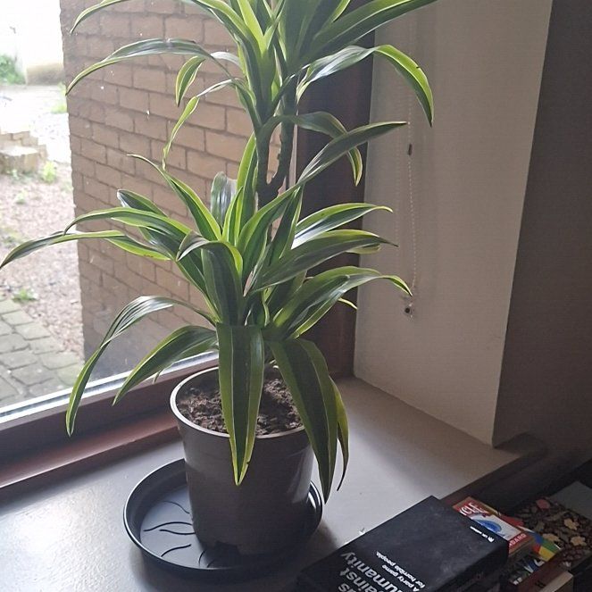 Photo of the plant species Dracaena Limelight by @EarthyColeus41 named Robert Plant on Greg, the plant care app