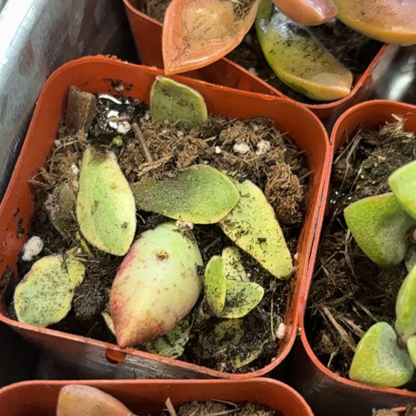 Photo of the plant species Water-Shield by @TastefulCacto72 named Austen on Greg, the plant care app