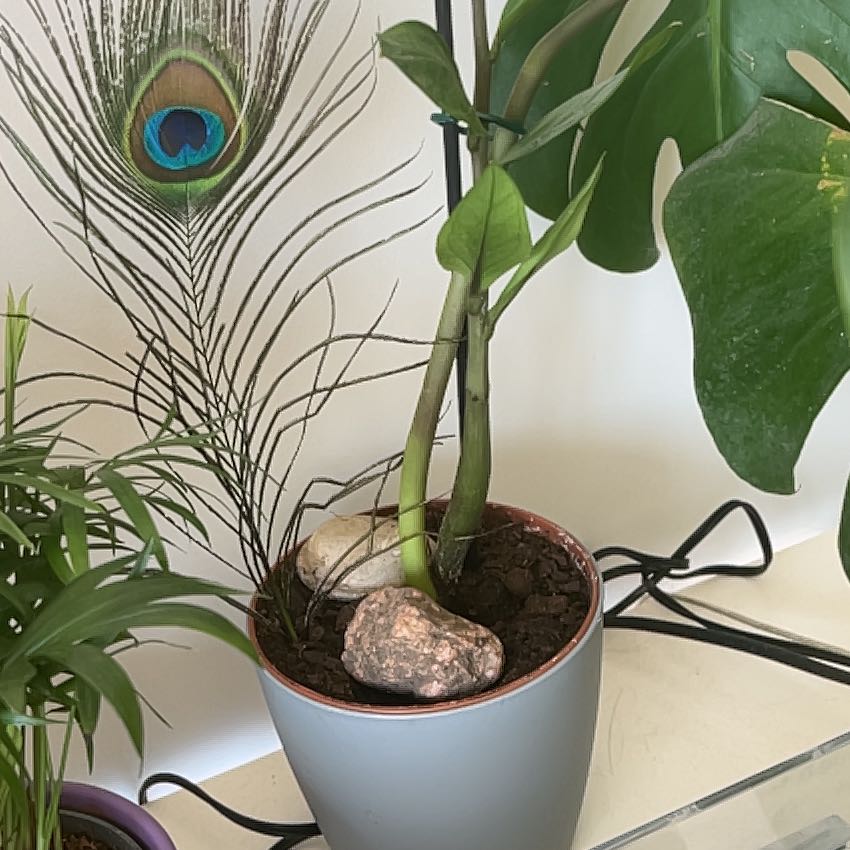 Photo of the plant species Gullfeed by @AbbyFrey named Prince on Greg, the plant care app