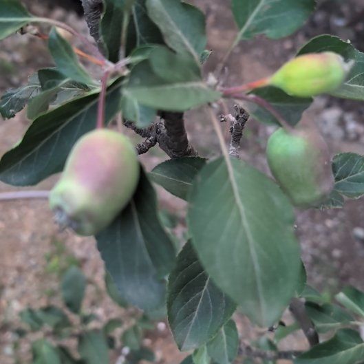 Photo of the plant species Common Pear by @YeahMostii22 named Foxxy on Greg, the plant care app