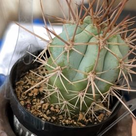 Photo of the plant species Browningia hertlingiana 'Album' by @JazzyEspostoa54 named Harmony on Greg, the plant care app