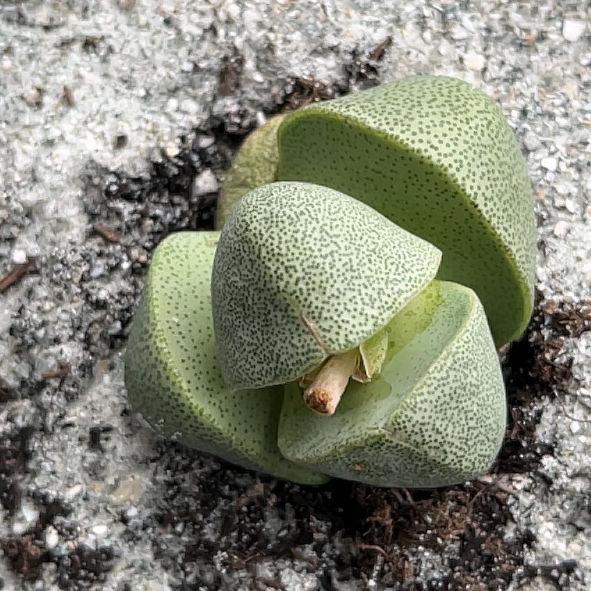 Photo of the plant species Living Stone by @JazzyEspostoa54 named McKinley on Greg, the plant care app