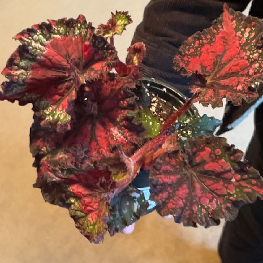 Photo of the plant species Rex Begonia Jurassic Watermelon by @JazzyEspostoa54 named Bella on Greg, the plant care app