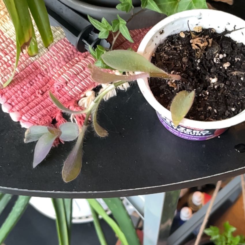 Photo of the plant species Wandering Dude 'Burgundy' by @JazzyEspostoa54 named Pax on Greg, the plant care app