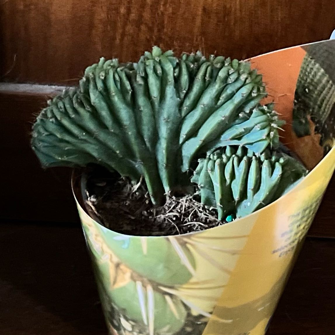 Photo of the plant species Crested Blue Flame by @JazzyEspostoa54 named ChloroPhil on Greg, the plant care app