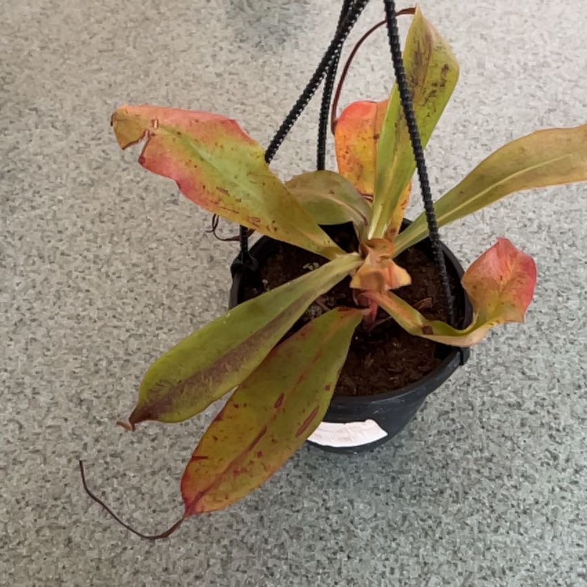 Photo of the plant species Nepenthes mirabilis 'Winged' x Nepenthes ampullaria 'Black Miracle' by @JazzyEspostoa54 named Madonna on Greg, the plant care app