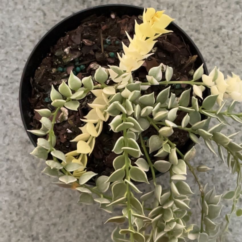 Photo of the plant species Million Hearts Dischidia by @JazzyEspostoa54 named Dolores on Greg, the plant care app