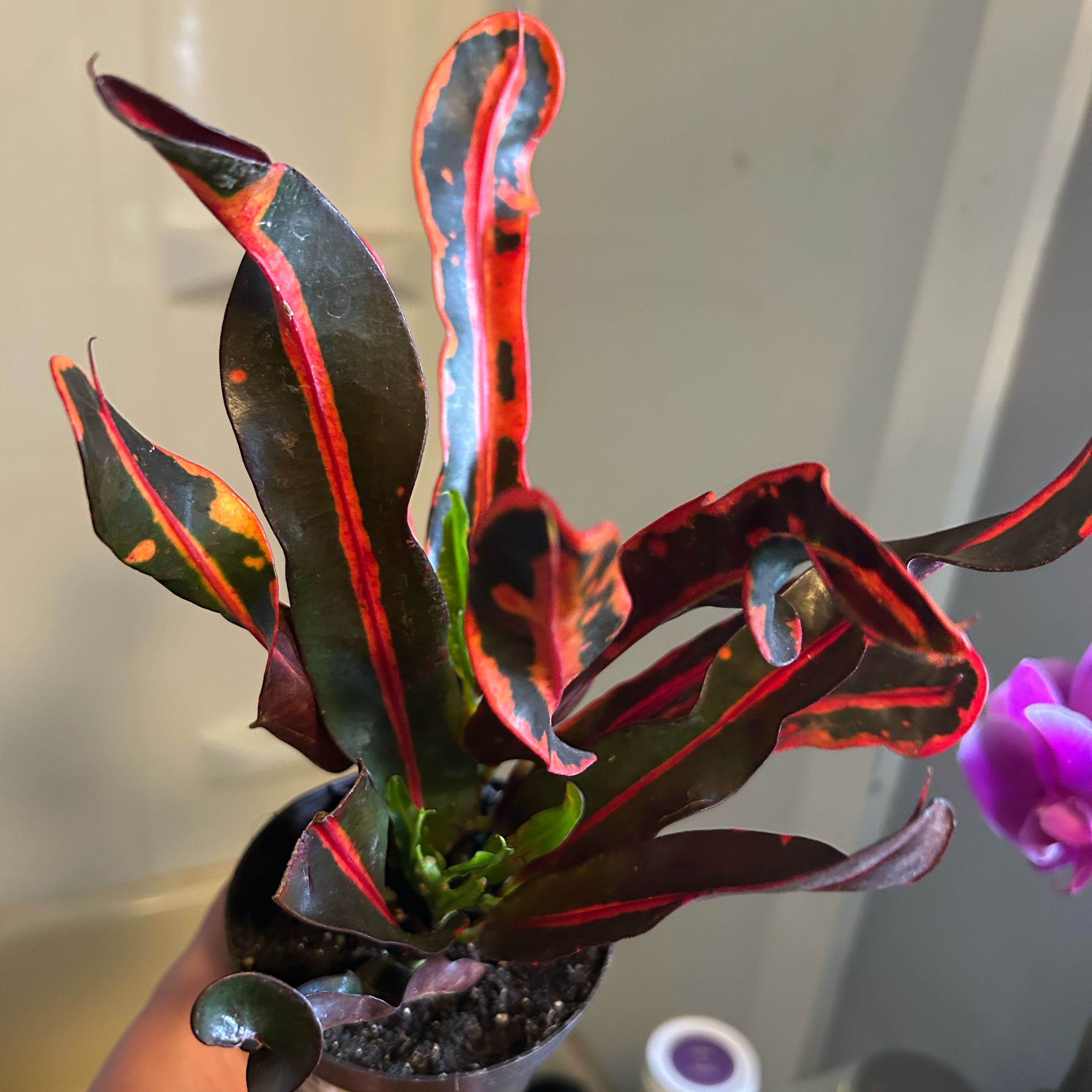 Photo of the plant species Mammy Croton by @TerpyDragonfly named Ignara Saphyra Elaris on Greg, the plant care app