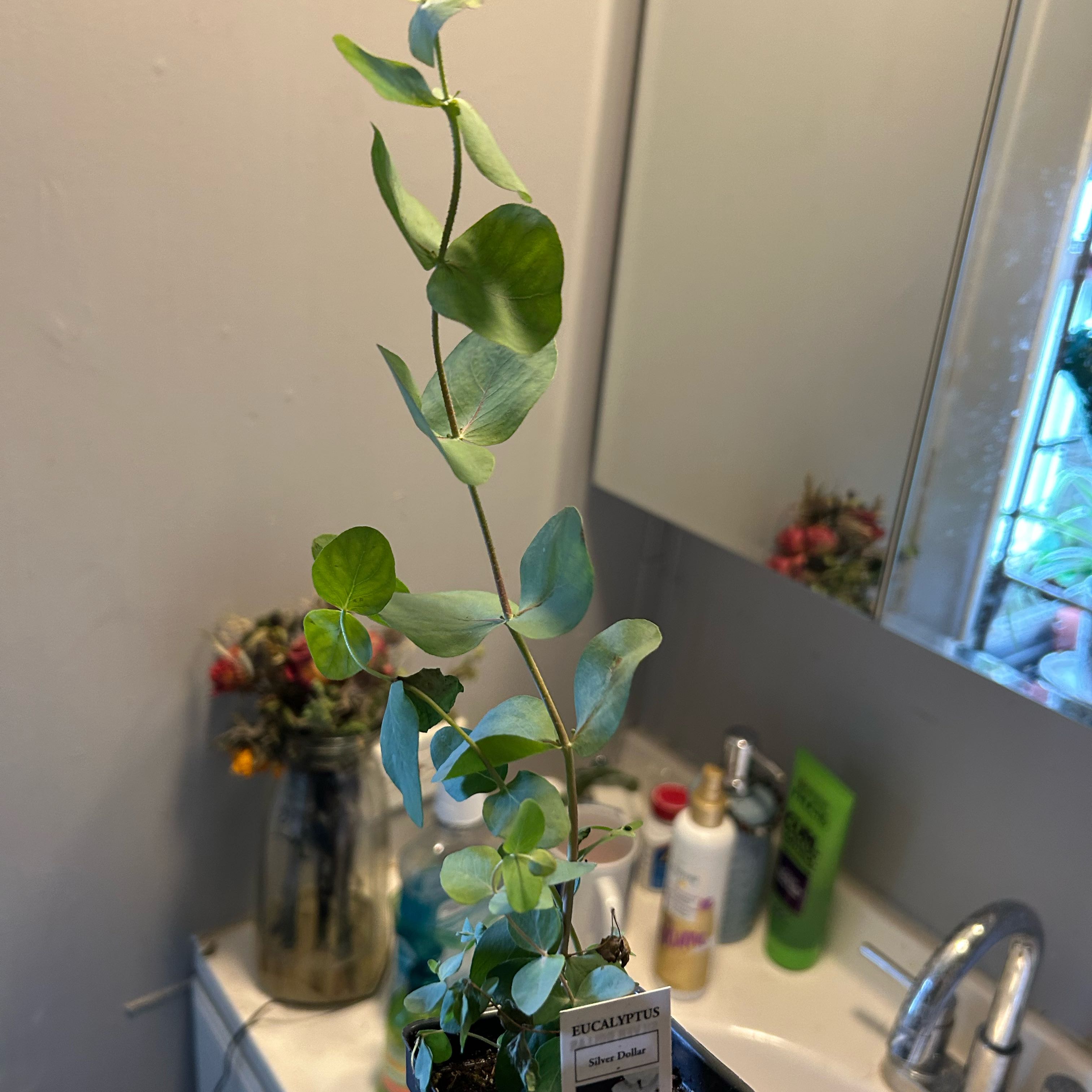 Photo of the plant species Eucalyptus by @TerpyDragonfly named Lyrielle Aeris Thallaria on Greg, the plant care app