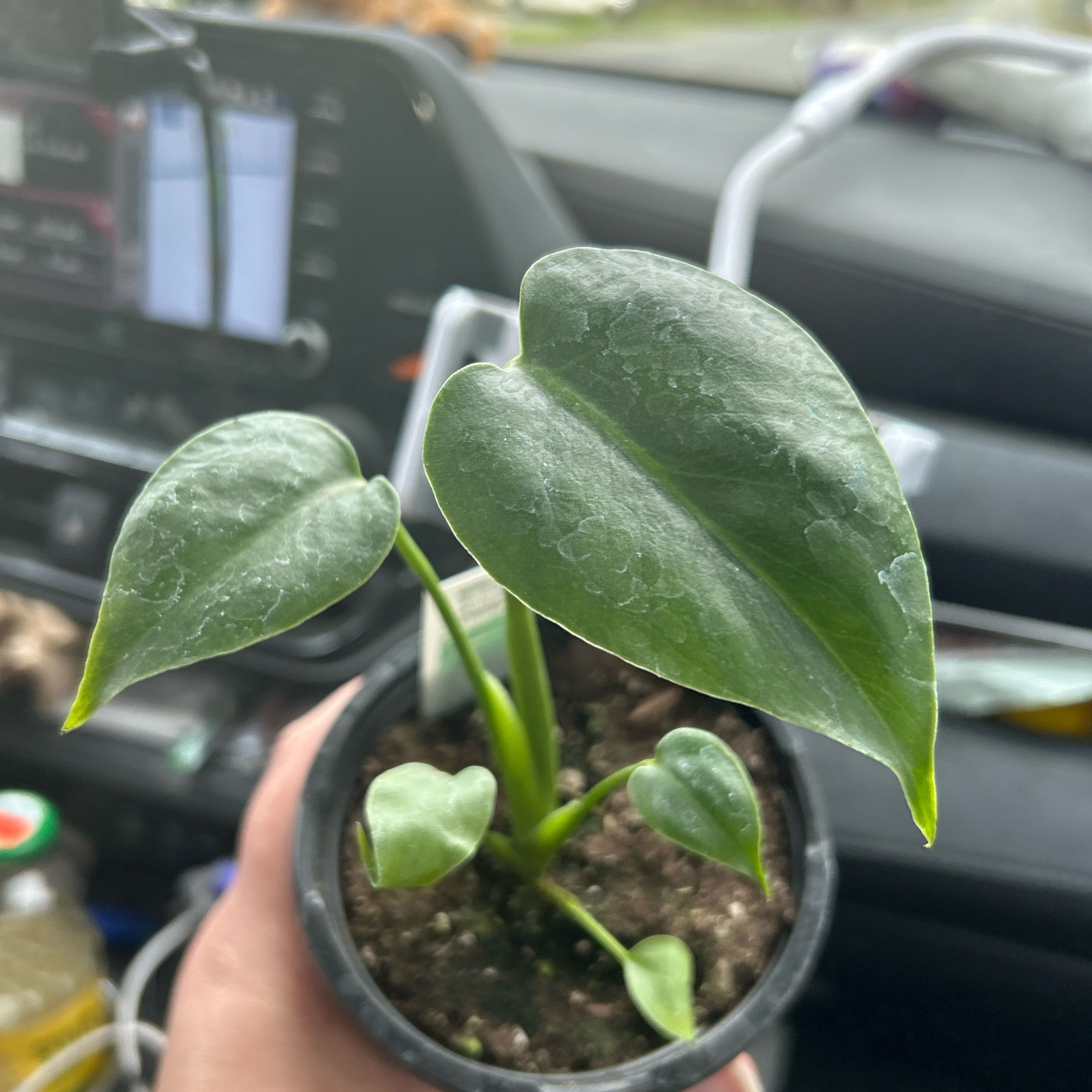 Photo of the plant species Monstera deliciosa 'Bulbosaur' by @TerpyDragonfly named Valencia Azari Nafari on Greg, the plant care app