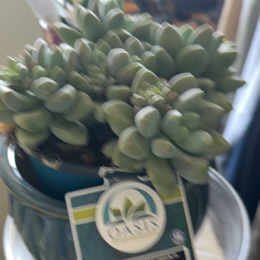 Photo of the plant species Succulent by @HopefulBroom47 named Mochi on Greg, the plant care app