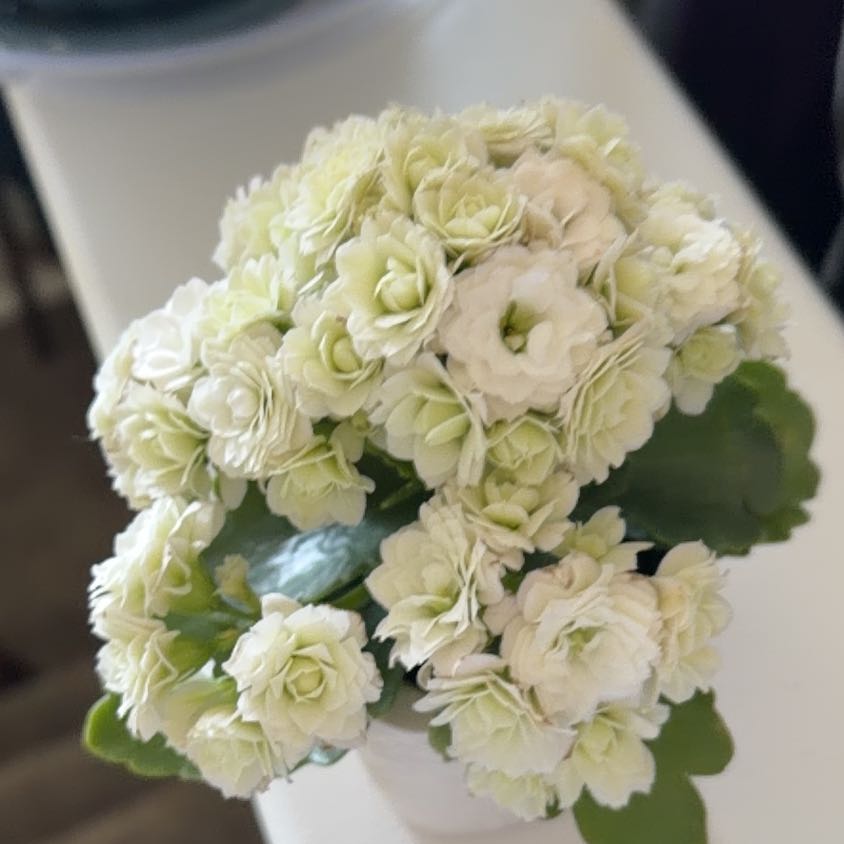 Photo of the plant species mini calandiva by @HopefulBroom47 named Lola on Greg, the plant care app