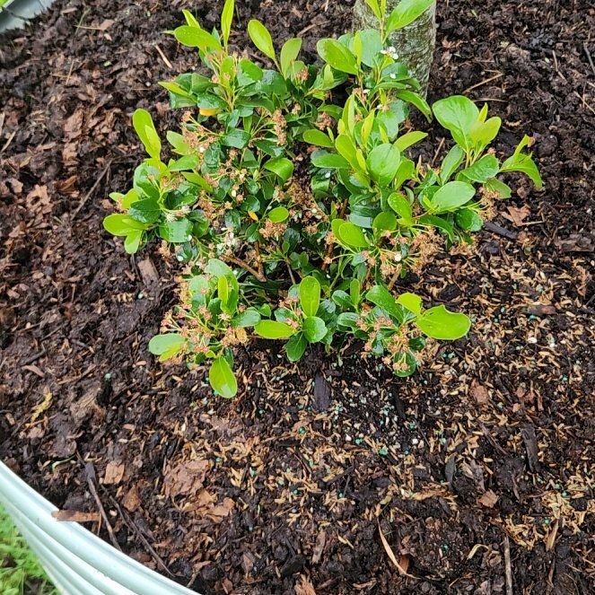 Photo of the plant species Black Chokeberry by @KnightlyMiro named Michelle Branch on Greg, the plant care app