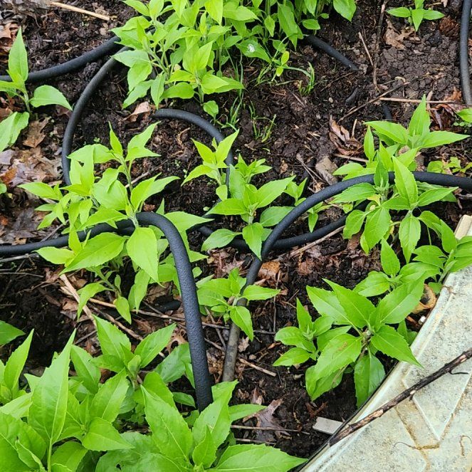 Photo of the plant species Jerusalem Artichoke by @KnightlyMiro named Tree Diddy on Greg, the plant care app