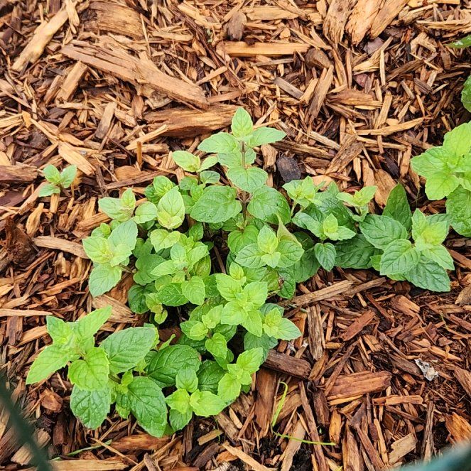 Photo of the plant species Straggler Daisy by @KnightlyMiro named Ulysses S Plant on Greg, the plant care app