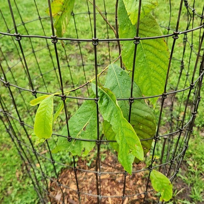 Photo of the plant species Pawpaw by @KnightlyMiro named Sherlock on Greg, the plant care app