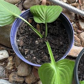 Photo of the plant species Hosta 'Halcyon' by @SuitableCosmo49 named Orwell on Greg, the plant care app
