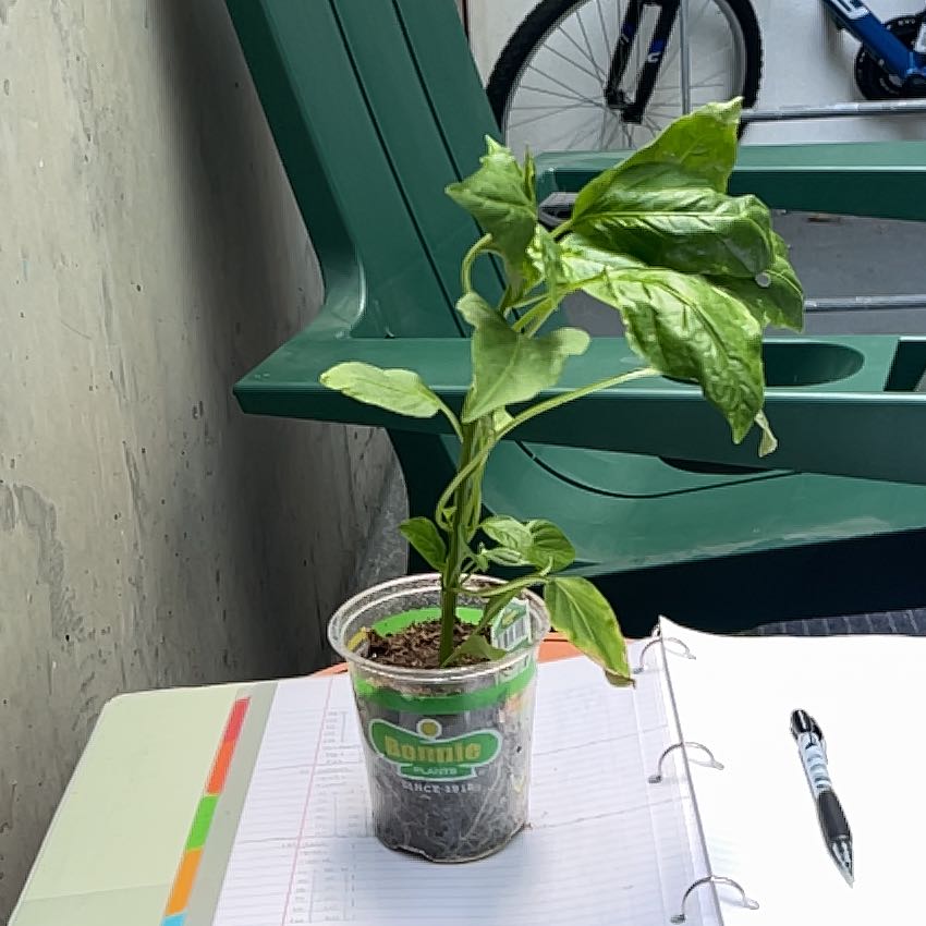 Photo of the plant species Gypsy Mini Bell Pepper by @AceApple1 named da Vinci on Greg, the plant care app