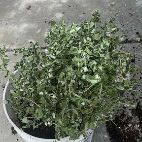 Photo of the plant species Sweet Pea Bush by @FullRedsword65 named Petite butterfly on Greg, the plant care app