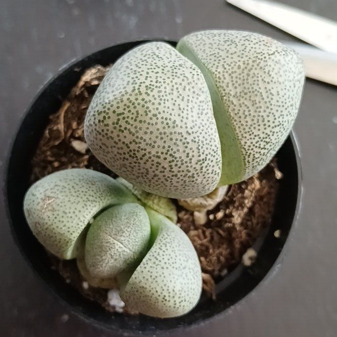Photo of the plant species Split Rock Succulent by @CivicRoselle46 named Sprouticus on Greg, the plant care app