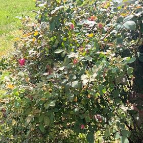 Photo of the plant species Redleaf Rose by @HeroicCactus81 named Apollo on Greg, the plant care app