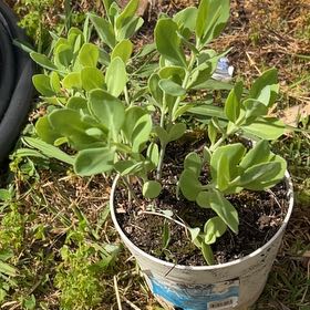 Photo of the plant species Gullfeed by @HeroicCactus81 named Homer on Greg, the plant care app