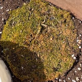 Photo of the plant species Roundleaf Ceratodon Moss by @HeroicCactus81 named Harry on Greg, the plant care app