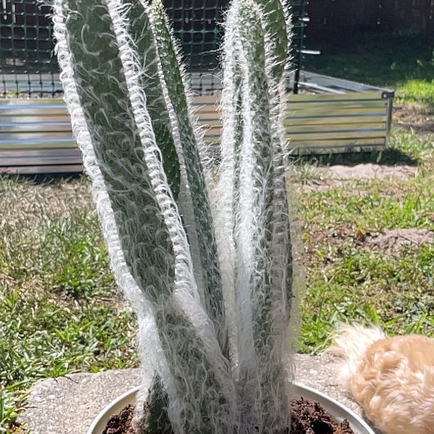 Photo of the plant species Organ Pipe Cactus by @VipBluesage19 named Prince on Greg, the plant care app