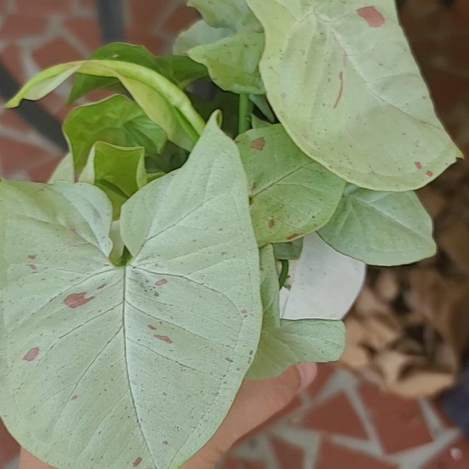 Photo of the plant species Milk Confetti by @ItsMeRachii named da Vinci on Greg, the plant care app