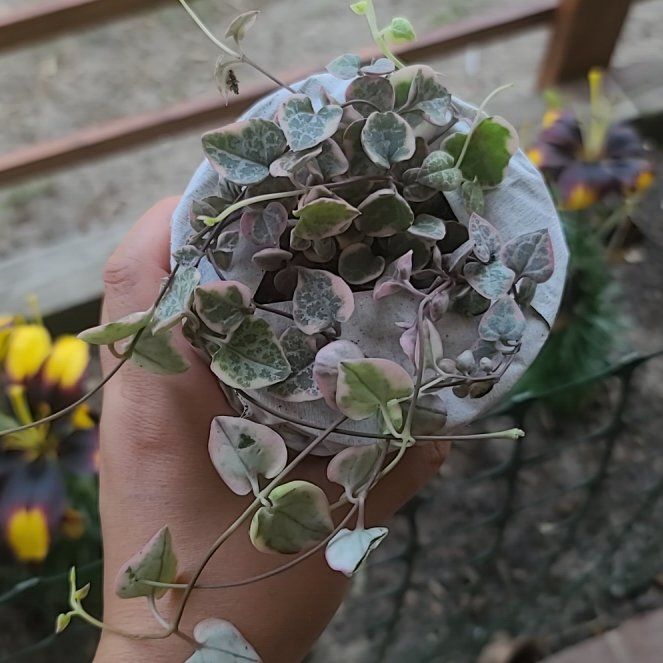 Photo of the plant species String of Hearts by @ItsMeRachii named Sol on Greg, the plant care app